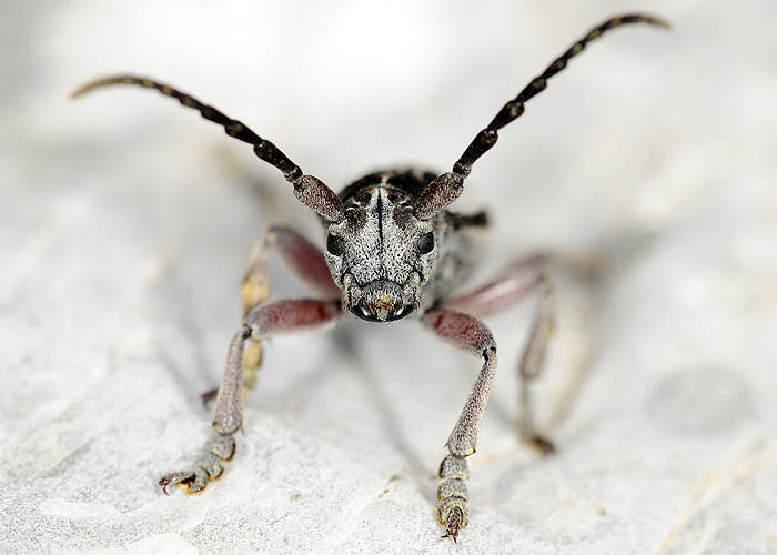 Dorcadion ljubetense ljubetense