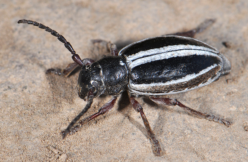 Dorcadion nitidum