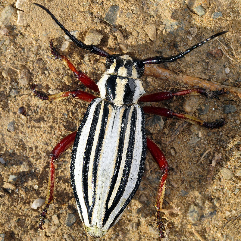 Dorcadion balchashense betpakdalense female