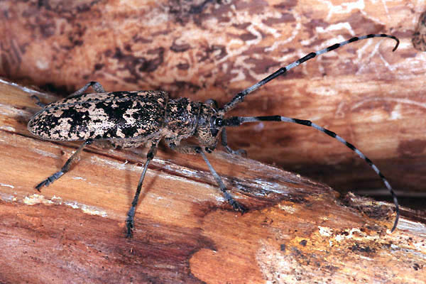 Monochamus saltuarius