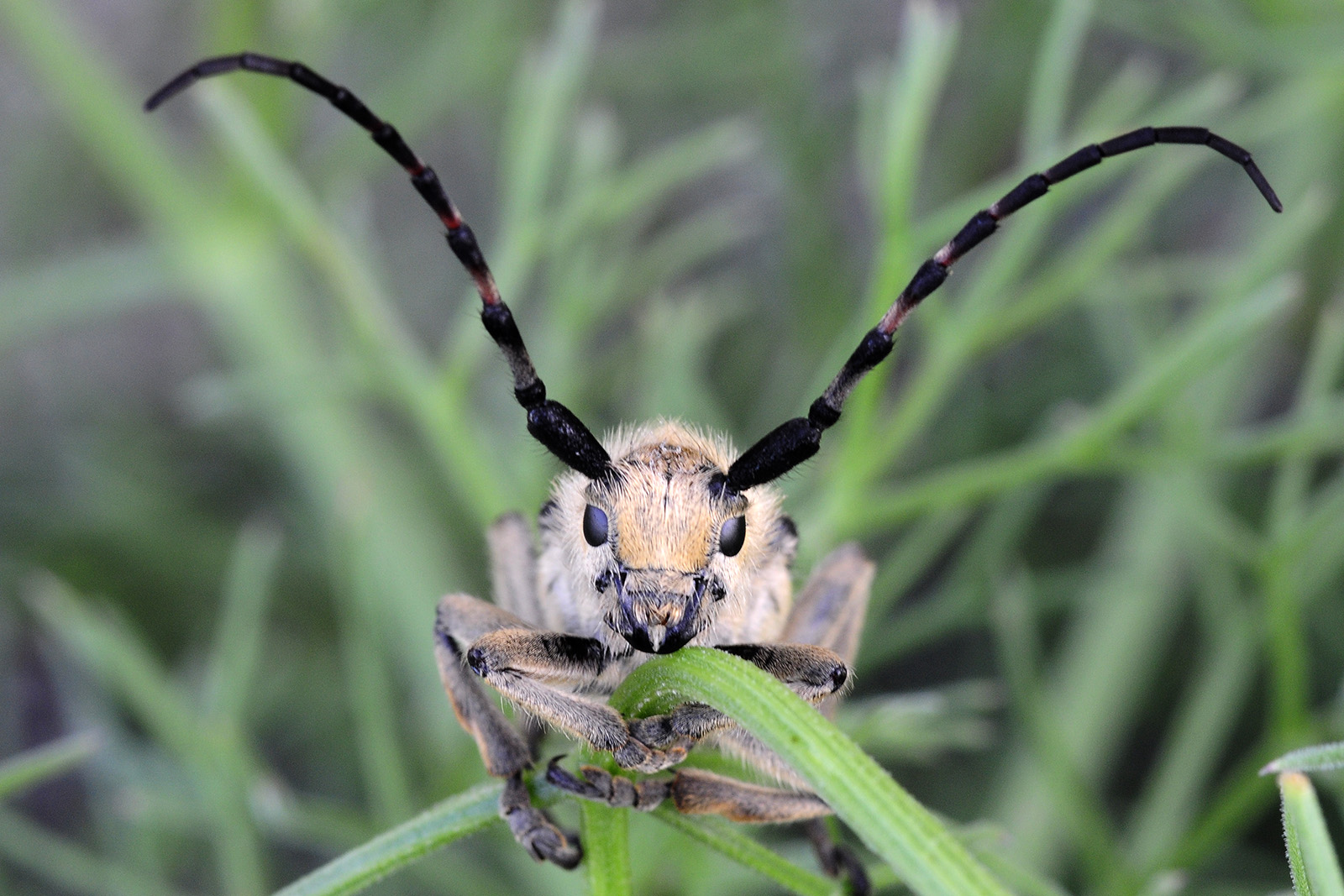 Mallosia galinae male