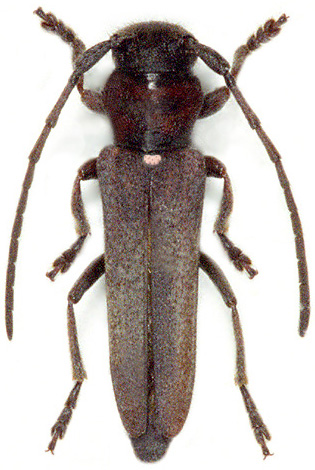 Phytoecia scutellata