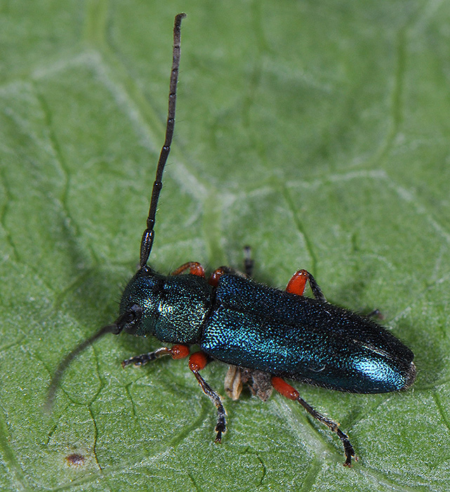 Phytoecia millefolii millefolii