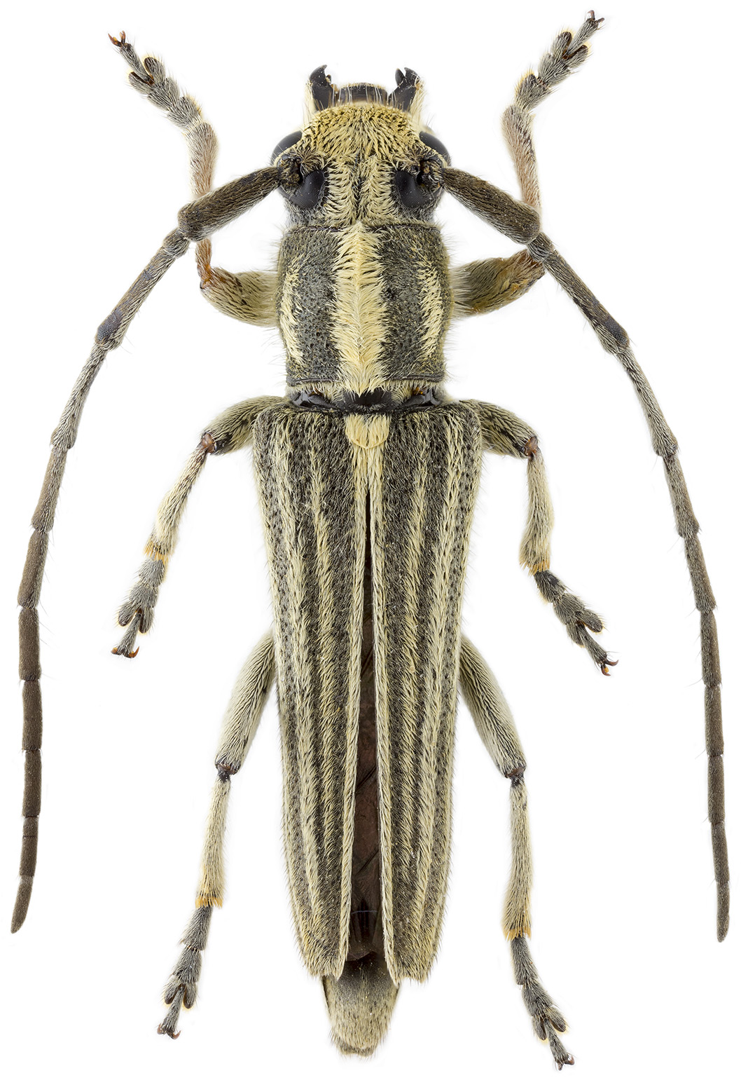 Phytoecia luteovittigera