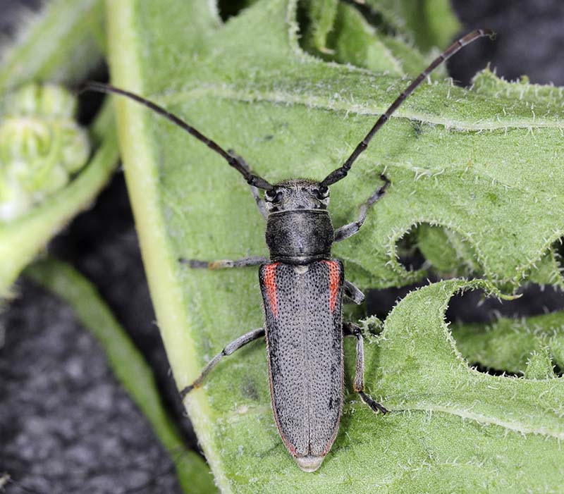 Phytoecia tirellii