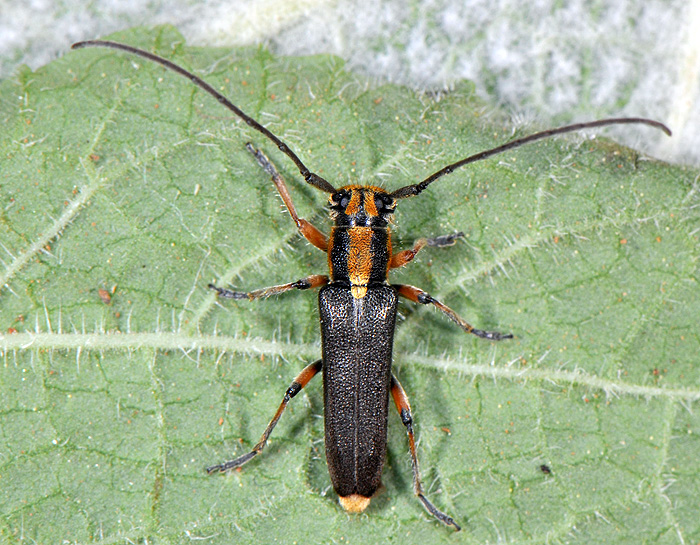 Phytoecia merkli