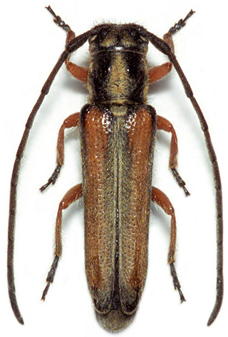 Phytoecia vittipennis