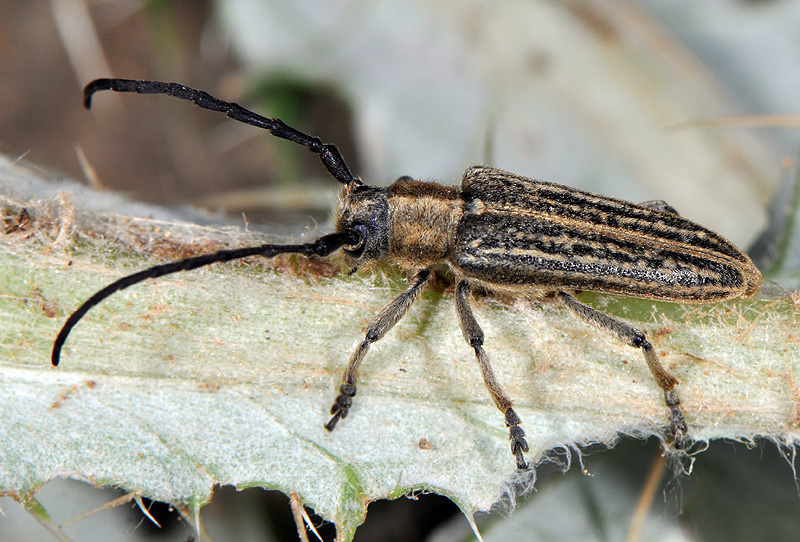 Pteromallosia albolineata