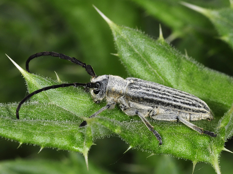 Pteromallosia albolineata