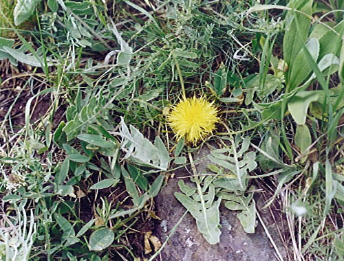 Centaurea urvillei