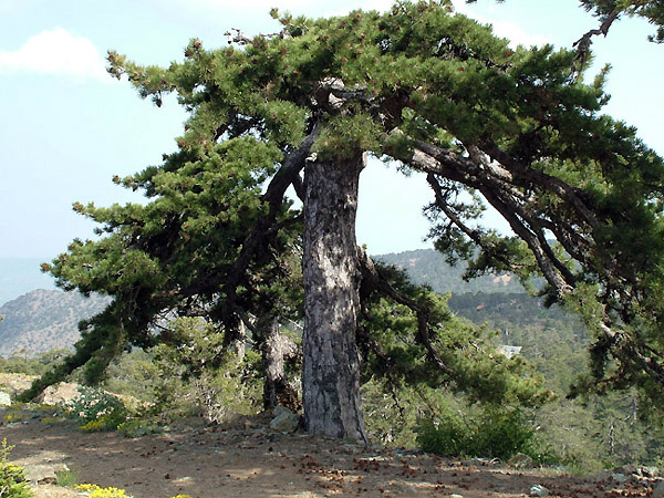 Cyprus 2004 - expedition