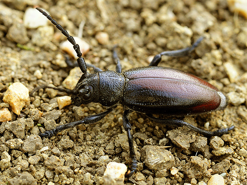 Dorcadion hybridum