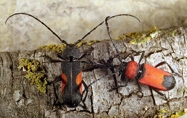 Purpuricenus barbarus