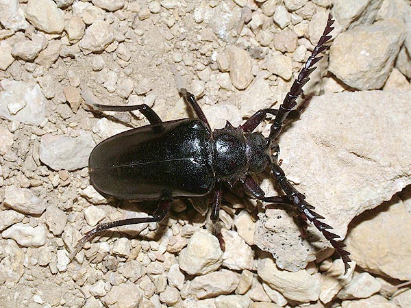 Mesoprionus persicus