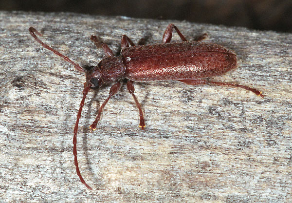 Oxypleurus nodieri