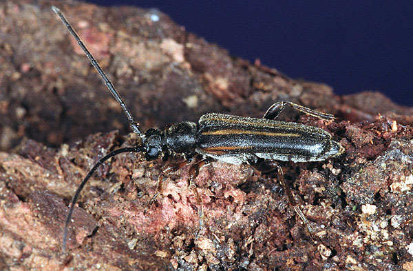 Cornumutila lineata