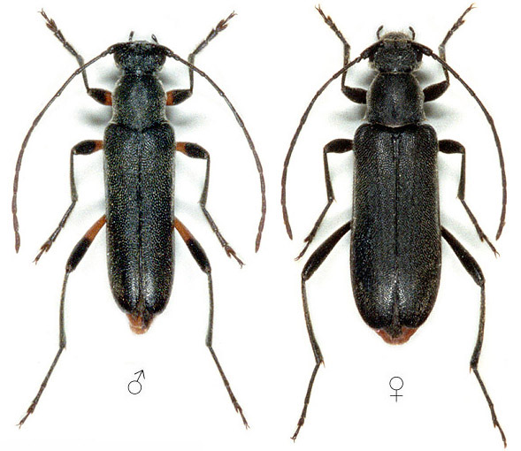 Grammoptera abdominalis