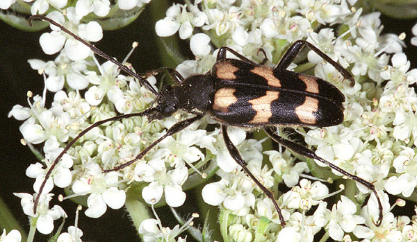 Judolia sexmaculata