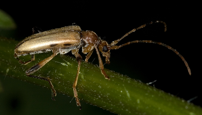 Pidonia lurida