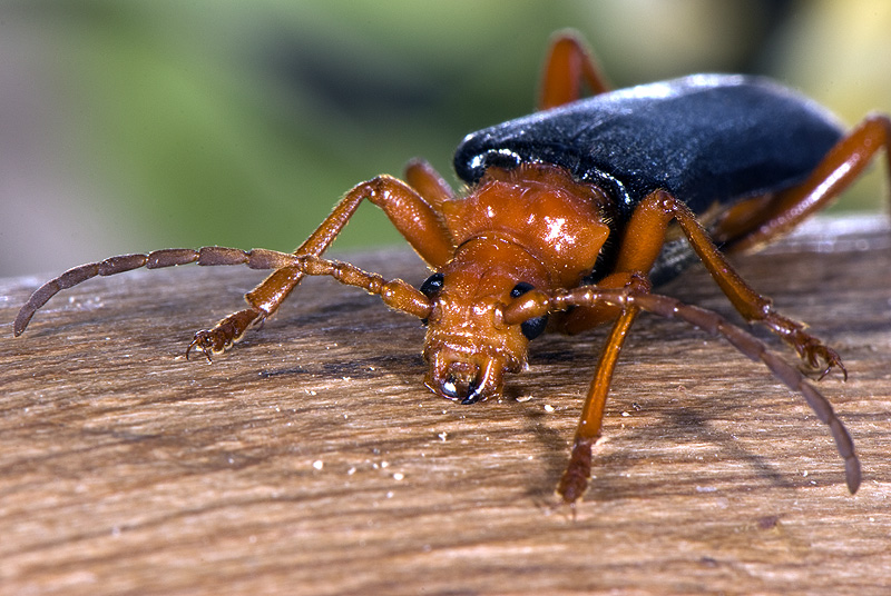 Rhamnusium bicolor bicolor