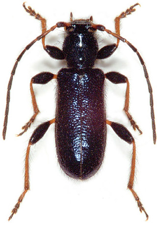 Phymatodes rufipes