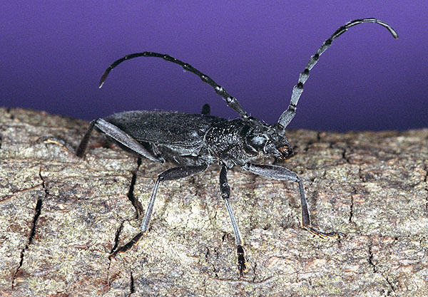 Dissopachys pulvinata