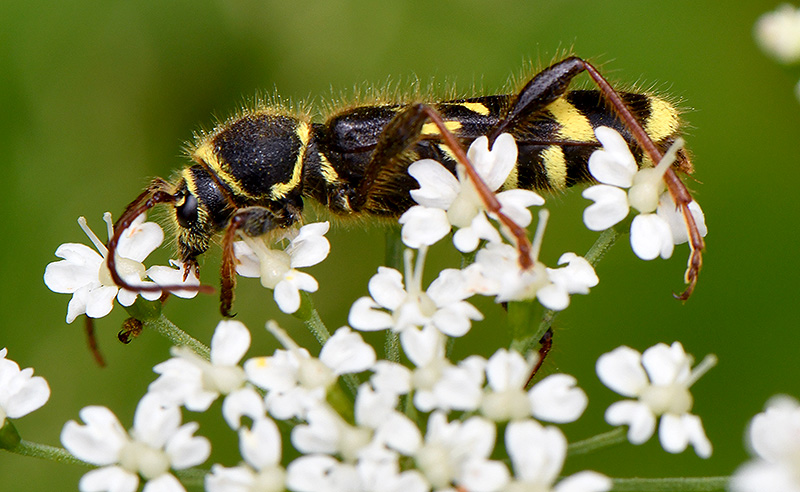 Cyrtoclytus capra