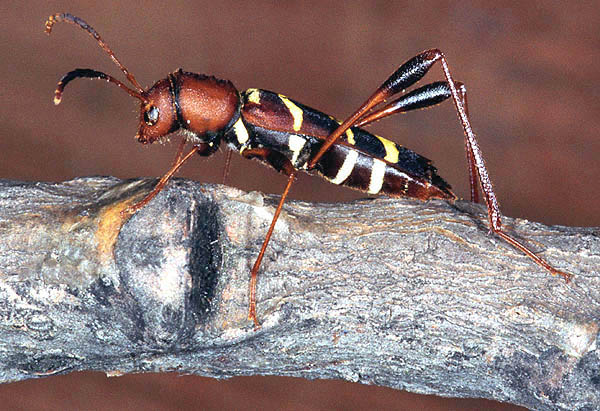 Neoclytus acuminatus acuminatus