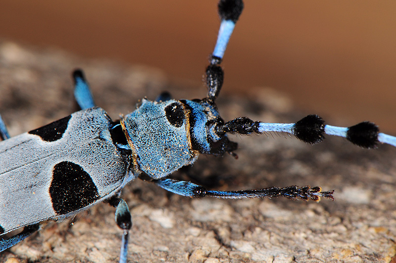 Rosalia alpina