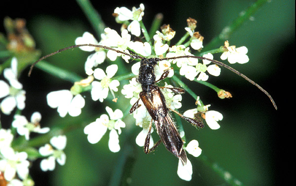 Molorchus umbellatarum