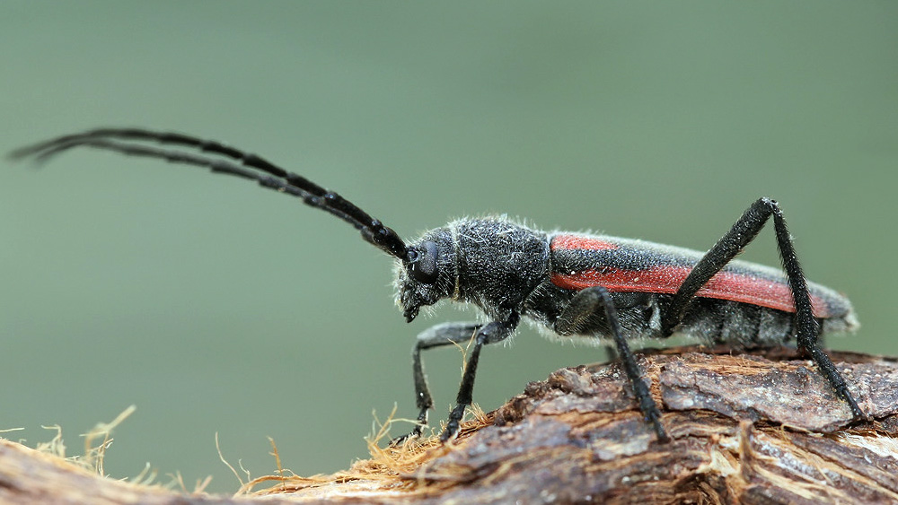 Anoplistes agababiani