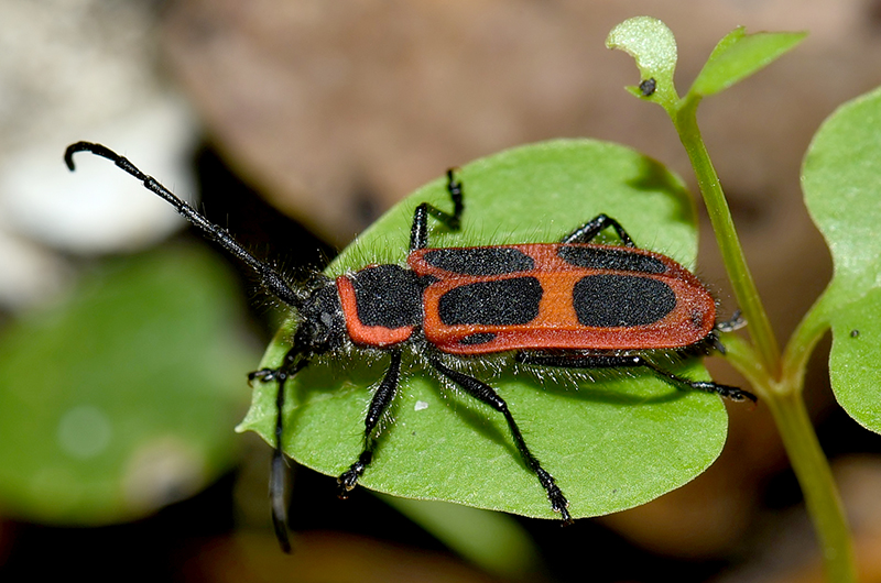 Calchaenesthes oblongomaculata