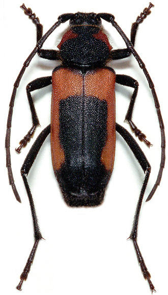 Purpuricenus nigronotatus