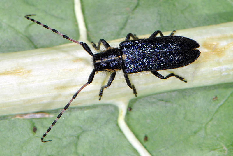 Agapanthia coeruleipennis