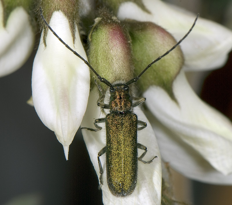 Agapanthia gemella