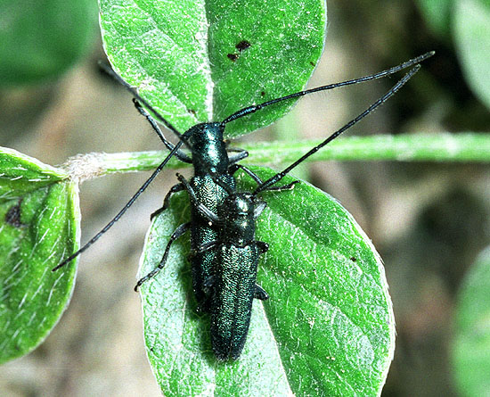 Agapanthia violacea