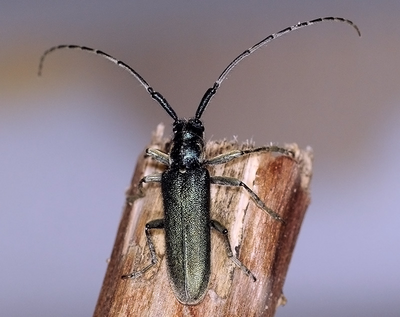 Agapanthia viti