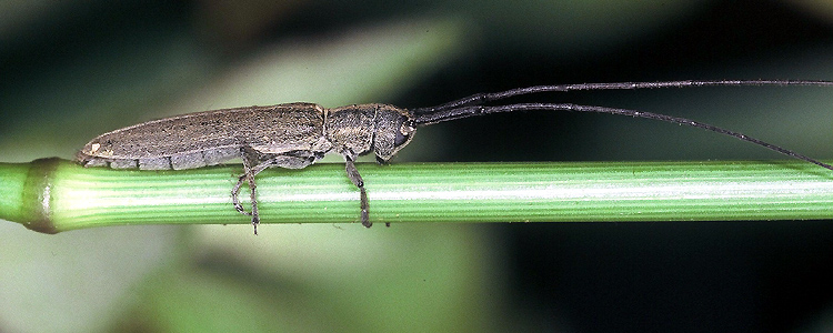 Calamobius filum