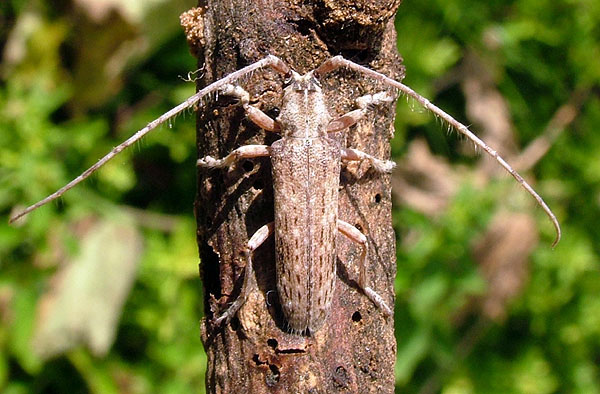 Deroplia gomerae