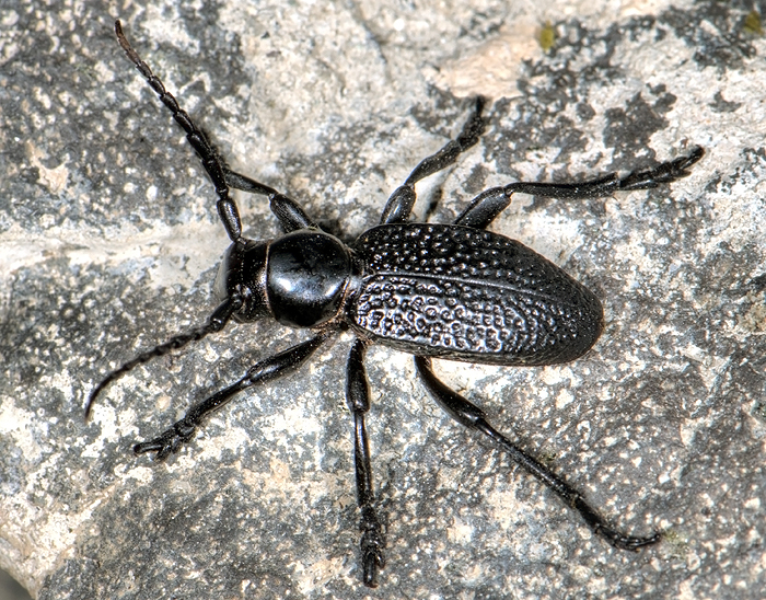 Dorcadion mniszechi mniszechi - male