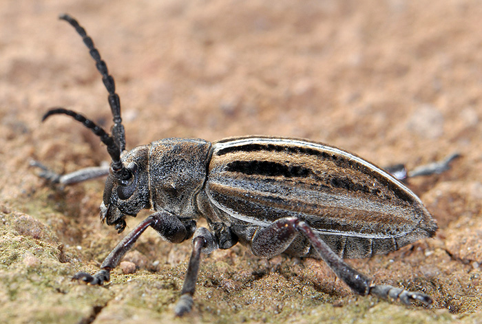 Dorcadion scabricolle scabricolle