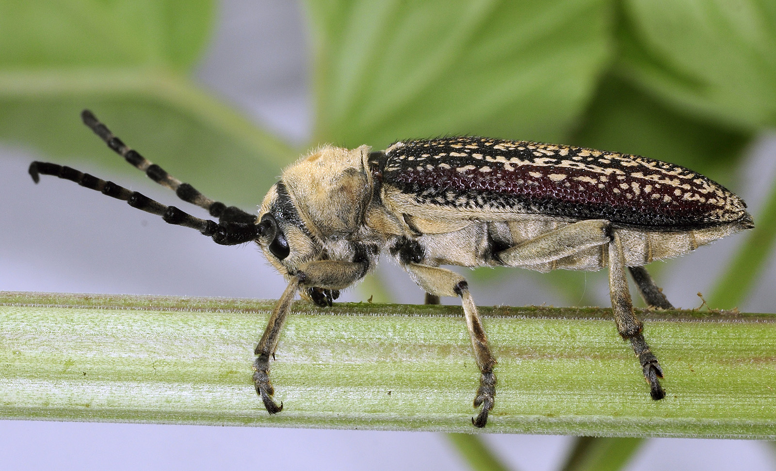 Mallosia galinae female