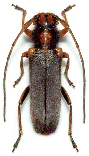 Phytoecia humeralis