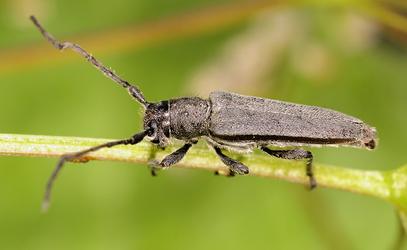 Phytoecia faldermanni