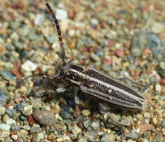 Phytoecia albovittigera