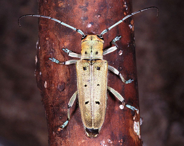 Saperda octopunctata