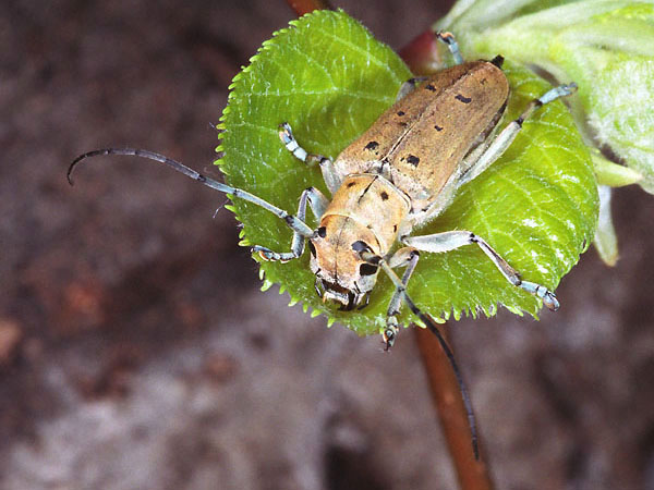 Saperda octopunctata