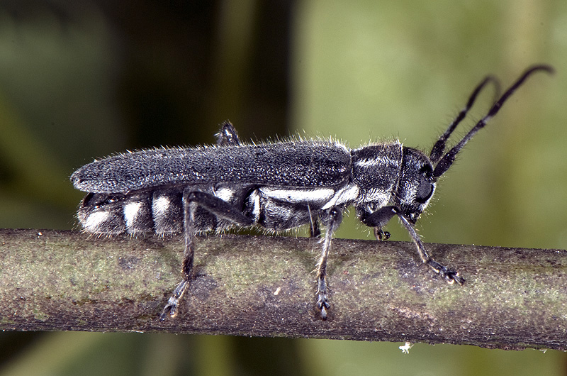 Stenostola ferrea