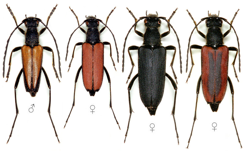 Anastrangalia dubia