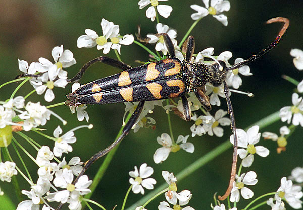 Leptura annularis